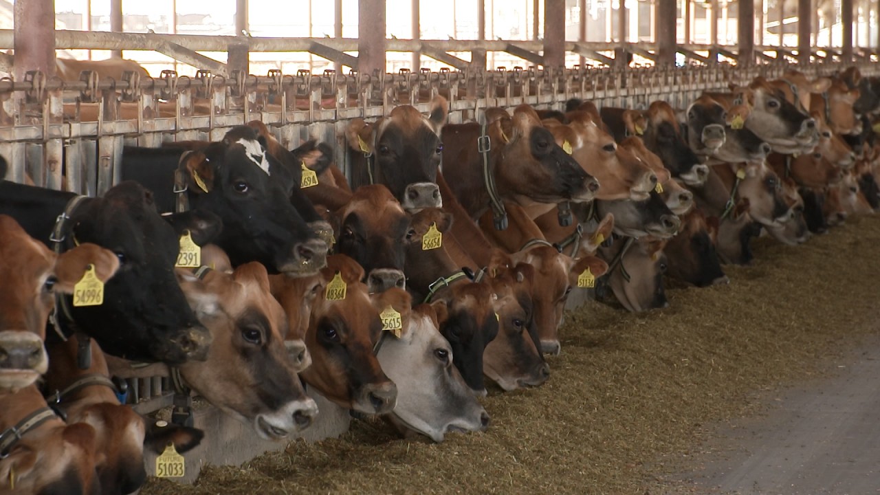 Сокращение выбросов углекислого газа за счет преобразования мусора и навоза в энергию.