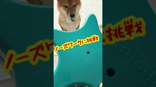 【ちゃちゃ丸】ノーズワークに挑戦する柴犬（知育玩具） #shorts