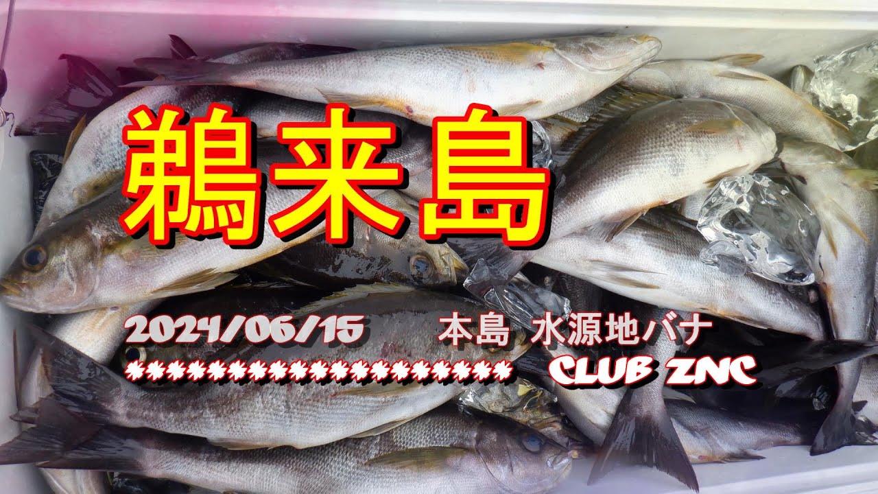 鵜来島 本島 水源地バナ（2024.6.15）