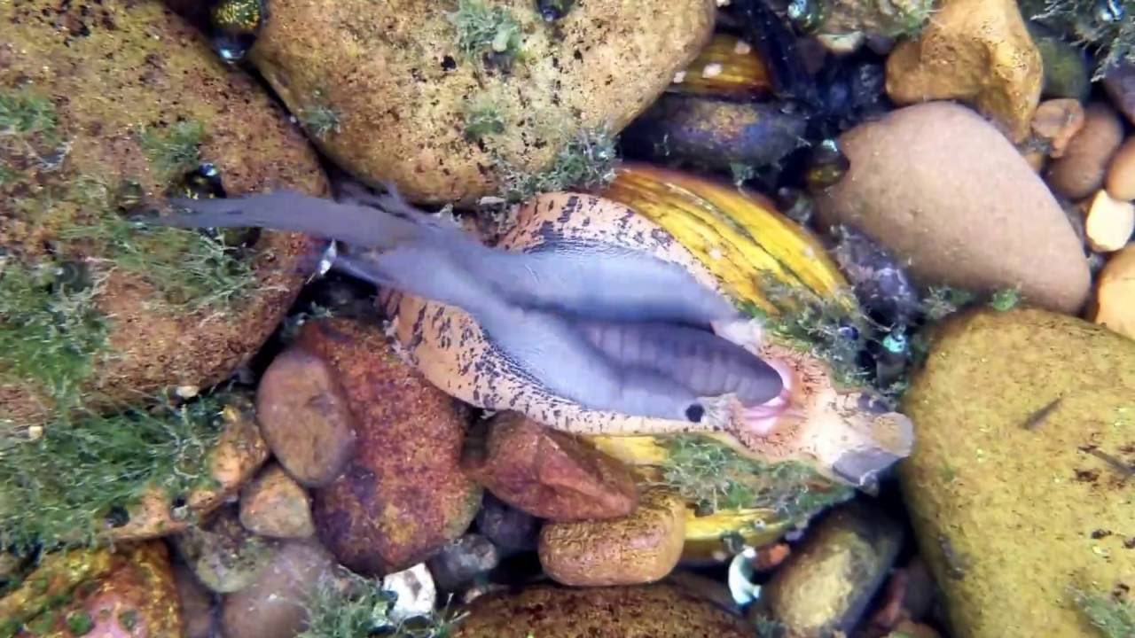 Fish or Freshwater Mussel? YouTube