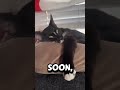 The rent is coming soon #milo #cat #michi #cute #gato #mycat #milo
