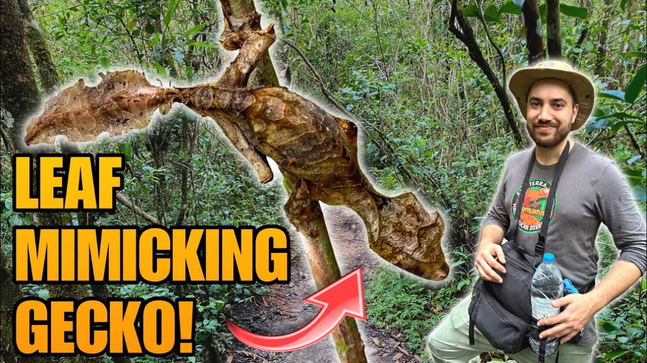 CAMOUFLAGING DRAGON FOUND IN MADAGASCAR! Satanic Leaf-Tailed Gecko | MADAGASCAR EXPEDITION EPISODE 4
