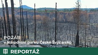 Největší lesní požár v ČR: Národní park České Švýcarsko (24. 7. - 12. 8. 2022)