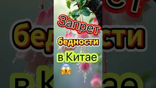 В Китае ненавидят бедность? #китай #china #бизнес #деньги #богатство #тынеповеришь #бедность #жизнь