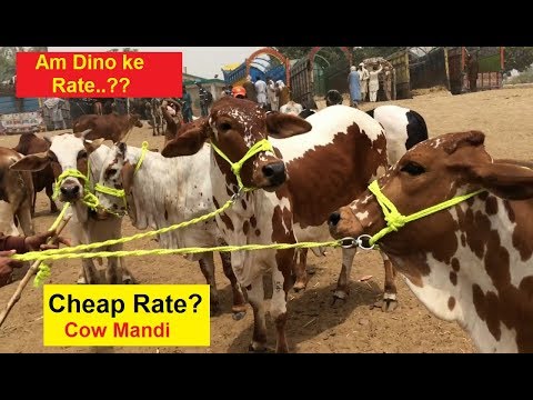 Bahawalpur Cow Mandi || Latest Updates..