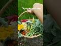 Panen Sayuran Segar Di Samping Rumah #berkebundirumah #garden #petiksayur #gardening