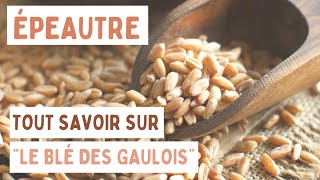 Quelle est la différence entre l'épeautre et le blé