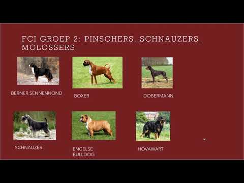Video: Lijst van middelgrote hondenrassen