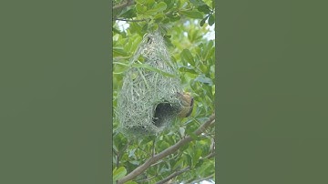 Aerial Engineers at Construction Work 🦜#birds #cute #nest #shorts
