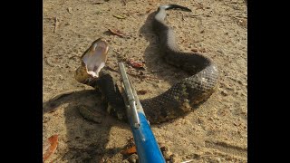 When do Water Moccasins Hibernate will they chase you Read Below by Southern Stories 129 views 3 months ago 12 minutes, 24 seconds