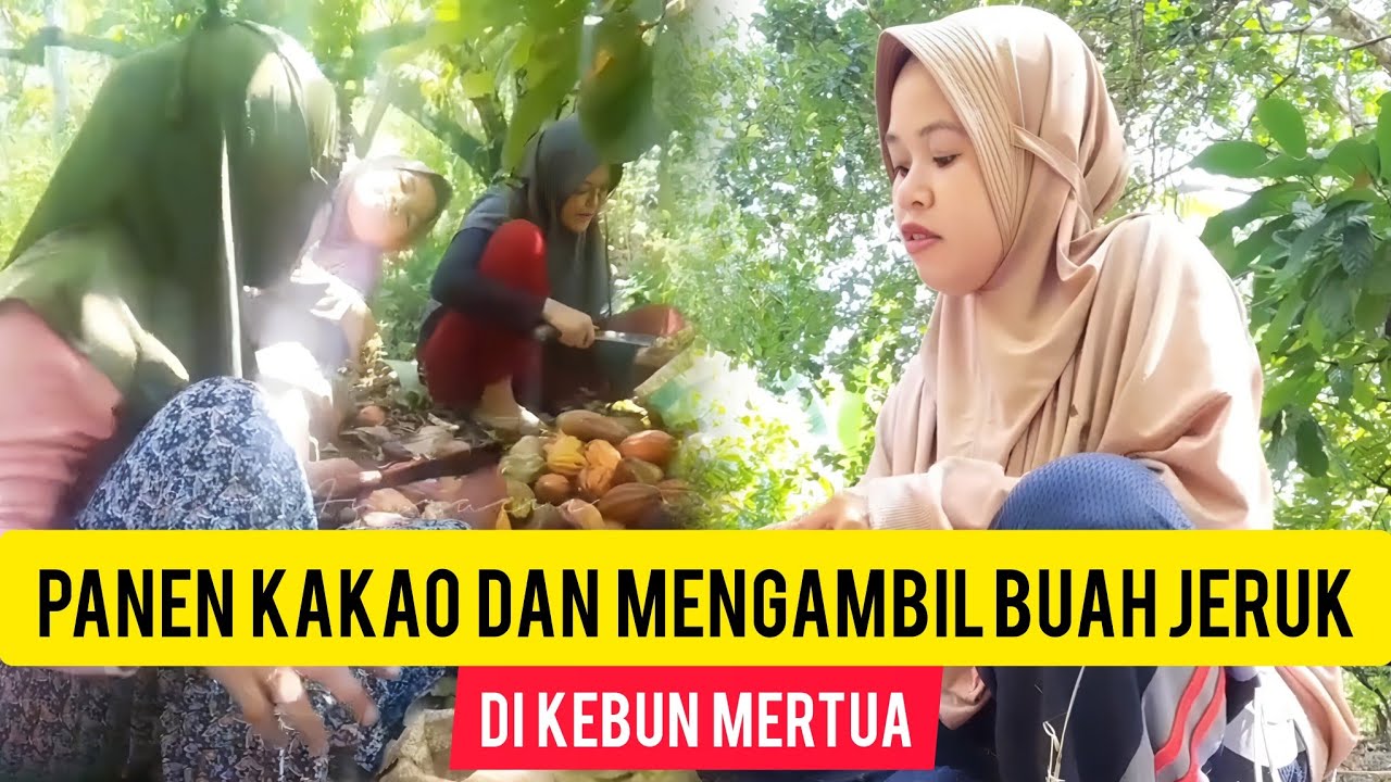 PAGI INI KEKEBUN UNTUK PANEN KAKAO LAGI. #dailyvlog #aktivitasirt #petanimuda #fyp 