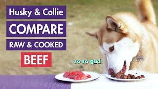 Dog Taste Test: Raw or Cooked Beef? (Husky & Rough Collie) by Our Fuzzy Pals 835 views 5 years ago 3 minutes, 8 seconds