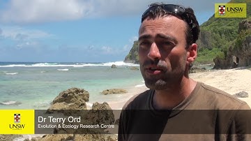 Video Episode: Mate choice and ornaments