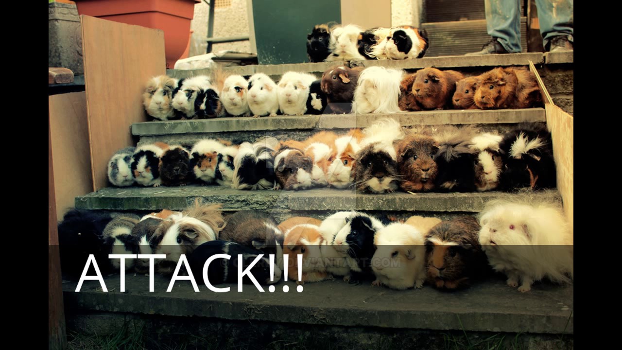Guinea Pigs... ATTACK! YouTube