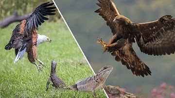 Elang berburu Kadal - Eagle vs Monitor Lizard In Nature