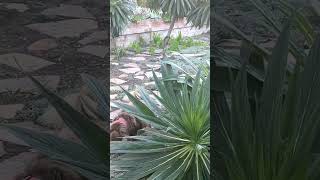 Kitten follows dog around backyard…