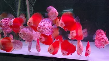 Cá dĩa Dưa Hấu Đỏ - Discus fish