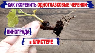 Easy, effective rooting of ONE-EYED GRAPE CUTTINGS