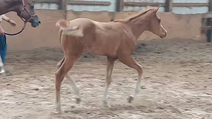 Electra. 2022 Filly by Hesa Special Hotrod