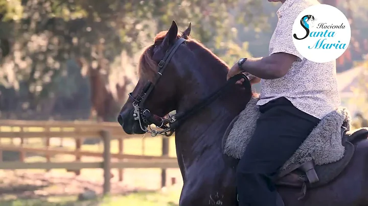 El Manto de Santa Maria - NEW STAR OF THE PASO FIN...