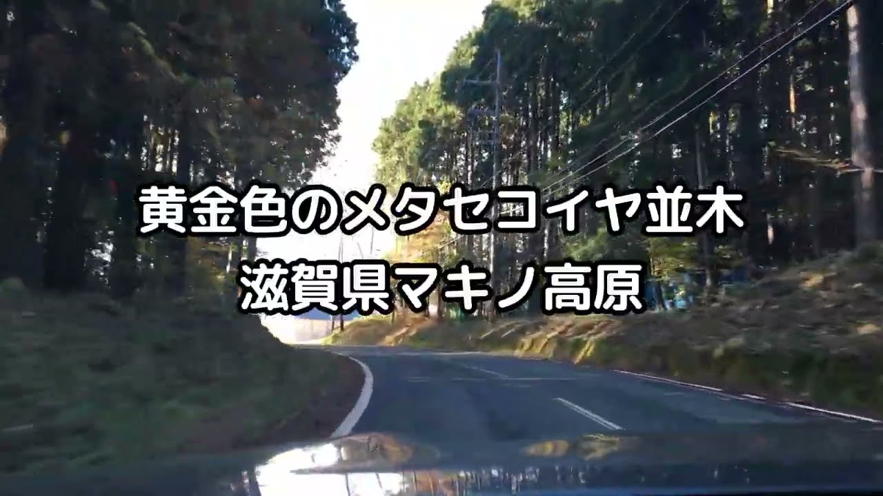 Drive　紅葉のメタセコイア並木