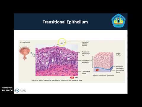 Video: Adakah sel epitelium skuamosa buruk?