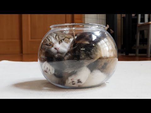 液体ねこの寛げる場所探し。-I look for a place where Liquid Maru can more relax.-