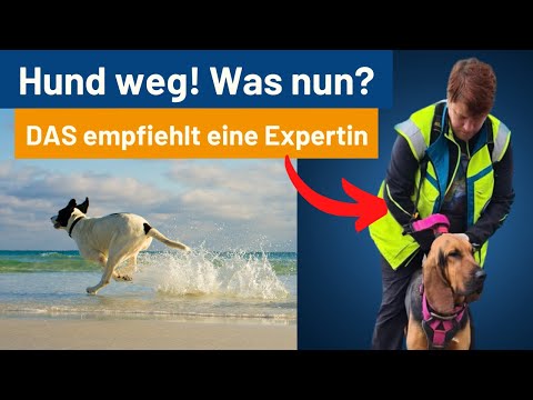 Video: Petcube Entwickelt künstliche Intelligenz, um Ihren Hund besser zu verstehen