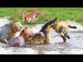 Lion Vs Crocodile - King Of Jungle Vs King Of Swamp, Who Will Win?