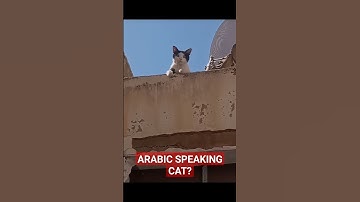 Arabic Speaking Cat 🐈 😁