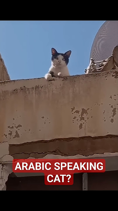 Arabic Speaking Cat 🐈 😁