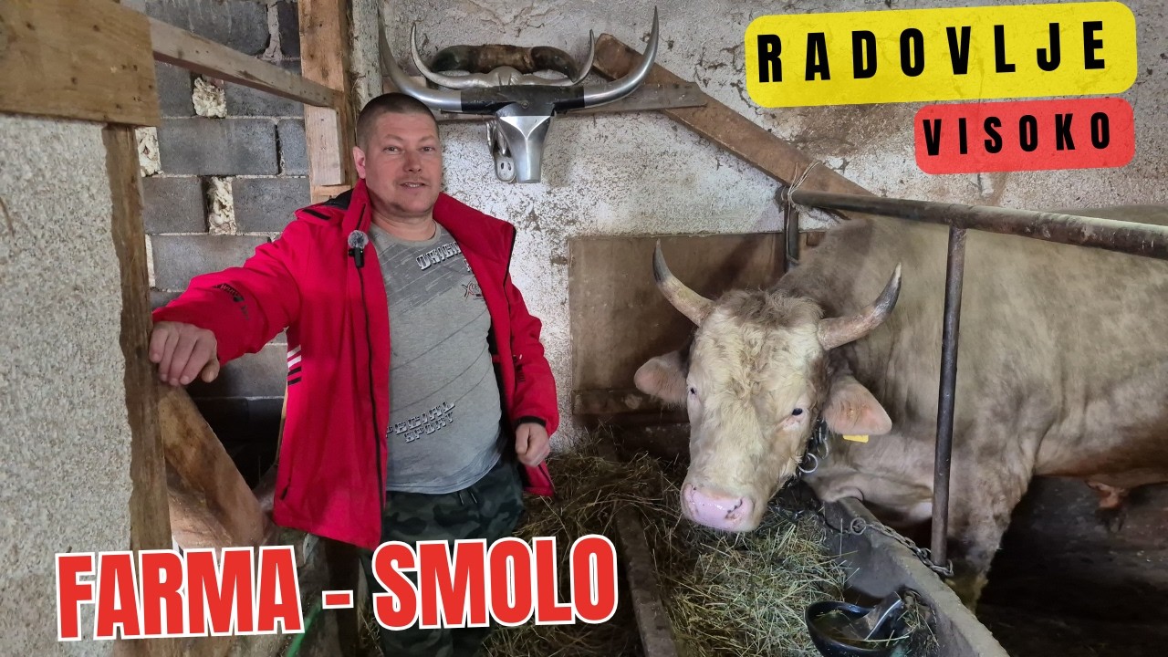 Nisam znao da će 1 bik dovesti još 3! Bikovi Mevludina Smole