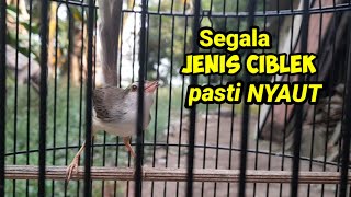 Download Mp3 SEMUA CIBLEK PASTI NYAUT ! Sekali Putar Langsung Respon Nembak #cibleksawah #cibleksawahgacor Gudang lagu Download Mp3 SEMUA CIBLEK PASTI NYAUT ! Sekali Putar Langsung Respon Nembak #cibleksawah #cibleksawahgacor