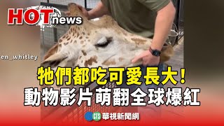 牠們都吃可愛長大　動物影片萌翻全球爆紅華視新聞 20240428