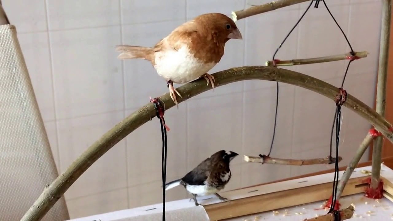 Passeri del Giappone Parco Giochi