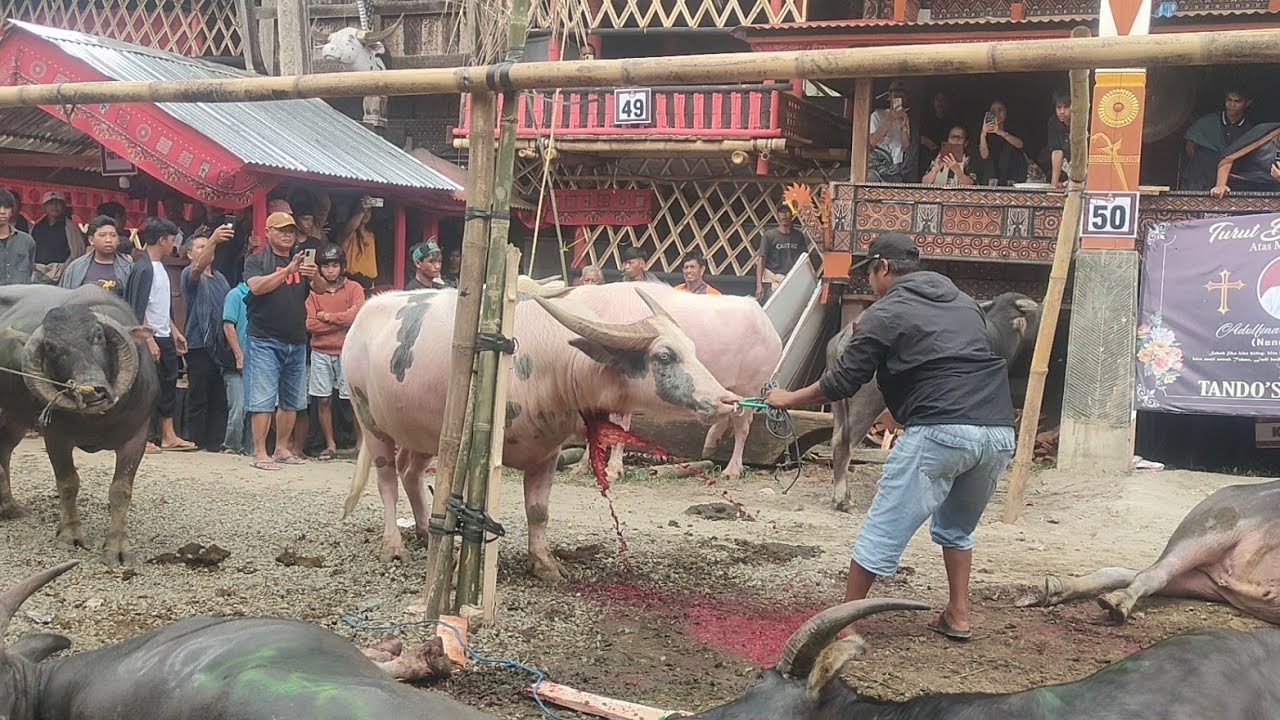 Saatnya  Pemotongan Kerbau