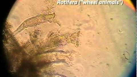 Physics of Life - Life at Low Reynolds Number