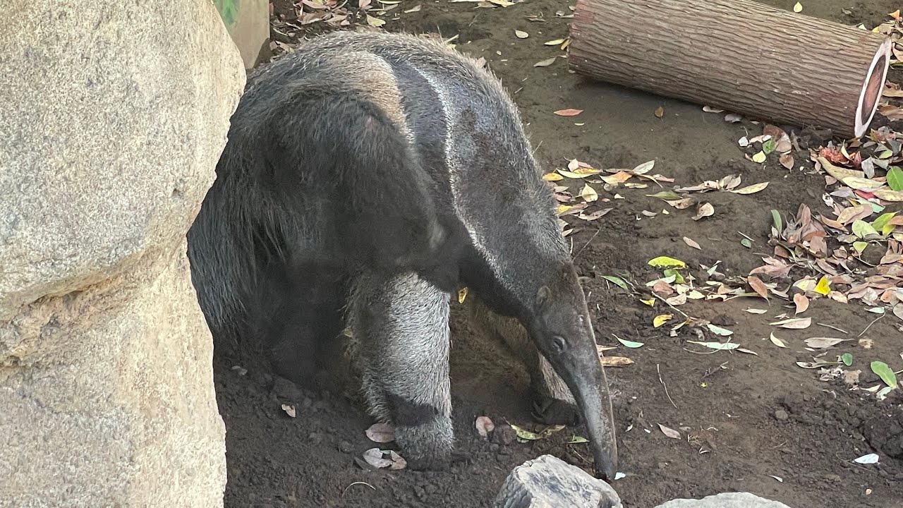 Giant anteater enclosure their names them walking and A CUTOUT OF A ...