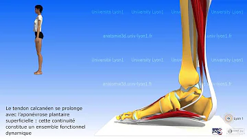 Comment travailler les triceps sural ?