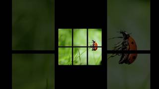 Print Large Images Across Multiple A4 Pages at 100% Size | Windows Paint Tutorial #shorts