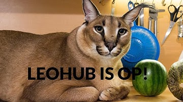 Raise a floppa script showcase that works with basically every executor!