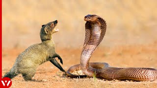 10 Times Mongooses and Cobras Take the Stage by WildLife Tales 1,004 views 9 months ago 8 minutes, 7 seconds