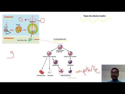 Video: ¿Qué es la diferenciación celular explicar en detalle?