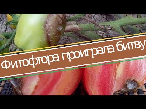 КАК СПАСТИ ПОМИДОРЫ (ДЕЛАЕМ 1 ДЕЙСТВИЕ) И ФИТОФТОРА ПРОИГРАЛА