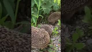 Lustigstes IgelVideo der Welt Funniest hedgehog video in the world