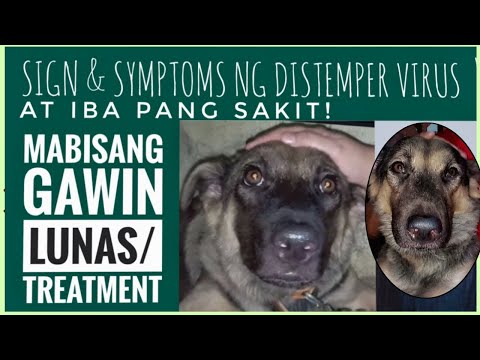 Video: Paano Gamutin Ang Pinched Vertebrae Sa Isang Aso