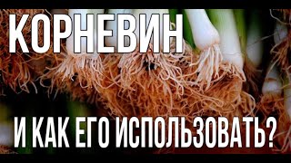 Что такое Корневин, и как его использовать? \