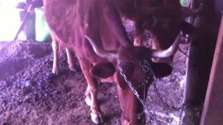 el toro y su madre