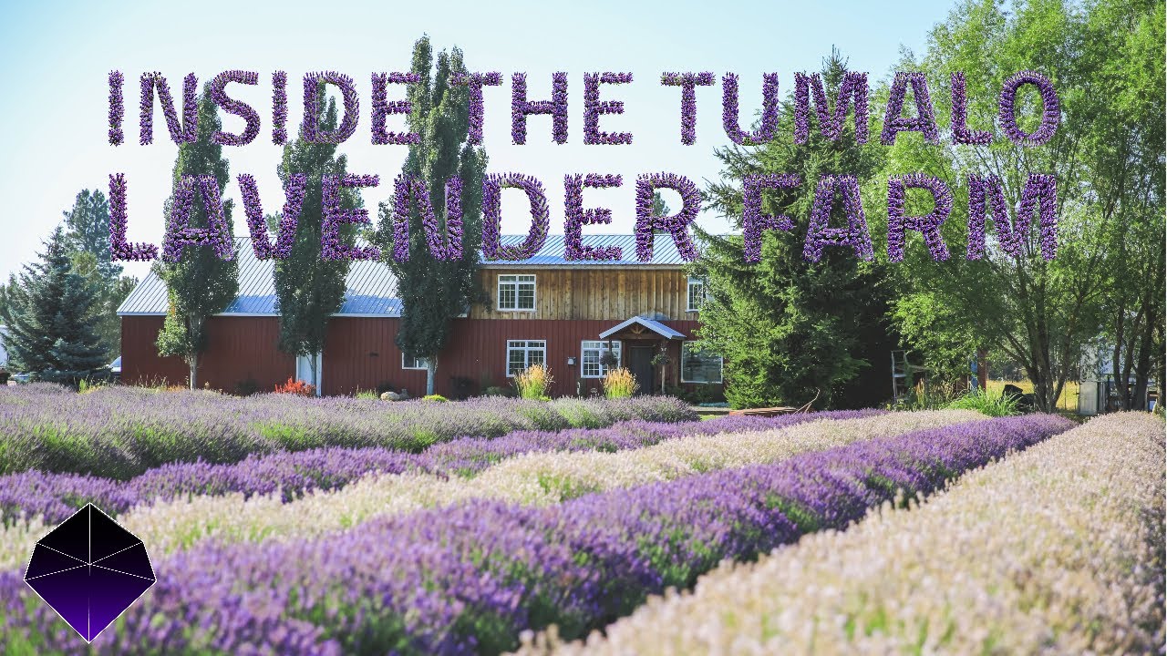 Inside the Tumalo Lavender farm with the new owners | The Obsidian
