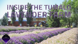 Inside the Tumalo Lavender farm with the new owners The Obsidian